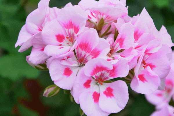 خصوصیات گل شمعدانی